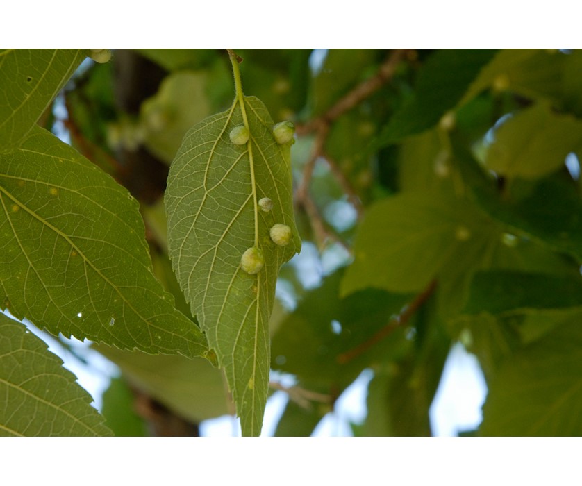 Hackberry